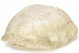 Inflated Fossil Tortoise (Stylemys) - South Dakota #227425-5